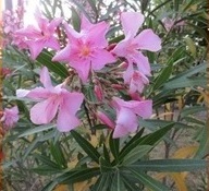 Oleander on the campsite